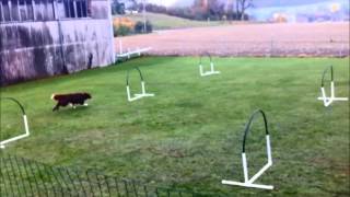 Hoopers  Nadac  HoopersAgility  Hundeschule gooddog Freudwil bei Uster [upl. by Colan]