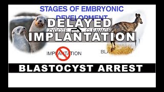 Embryonic Diapause  Delayed Implantation in Mammals [upl. by Damicke]