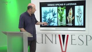 Morfologia Vegetal  Aula 05  Meristemas e gemas [upl. by Broddy]