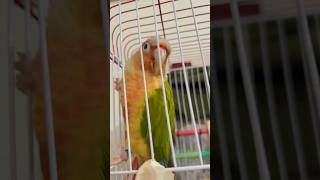 Play With Him 🦜🦜🦜 shorts youtubeshorts parrot [upl. by Tildie]