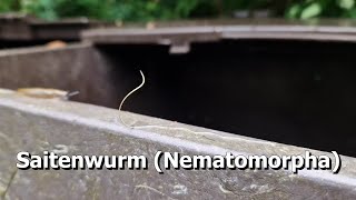 Saitenwurm Nematomorpha [upl. by Pack]