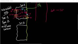 Bio 265 Kidney pH balance in the collecting duct part 2 [upl. by Imled]