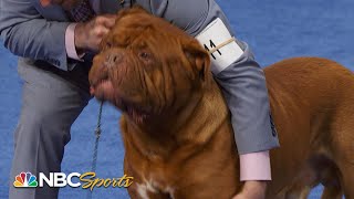 National Dog Show 2023 Working Group Full Judging  NBC Sports [upl. by Iramohs]