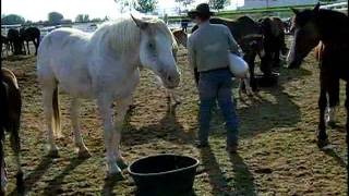 Chapter 4  ProRodeo Livestock Video  Born to Buck [upl. by Jean-Claude590]