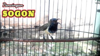 sogok ontong gacor pancingan burung bahan [upl. by Walsh]