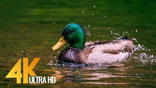 Geese and Ducks on Water Short 4K Film  Nisqually National Wildlife Refuge Washington [upl. by Plato14]