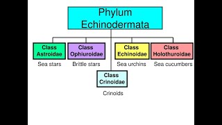 Phylum Echinodermata Part 02 I Classification I ANIMAL KINGDOM Lecture 24 I NEET BIO [upl. by Aleka]