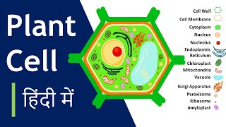 Plant cell क्या है  संरचना और कार्य  Plant Cell Model कैसे बनाना है Basic Science Series Hindi [upl. by Downall]