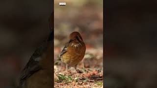 Orange Bird having breakfast  Orangeheaded Thrush  Cam Nature [upl. by Lewan]