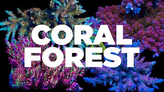 Acropora Coral Reef Forest [upl. by Bose651]