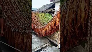 Process of AirDrying Tobacco Leaves [upl. by Tnirb]