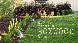 How to plant a BOXWOOD HEDGE  Winter Gem  DIY formal boxwood hedges [upl. by Bovill]