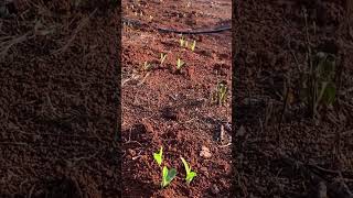 Growing Corn from Seeds  StepbyStep Guide to Planting Corn in Rural Life [upl. by Eissolf]