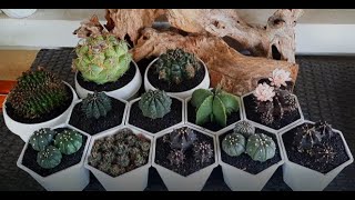 Repotting some of cacti [upl. by Sandeep]