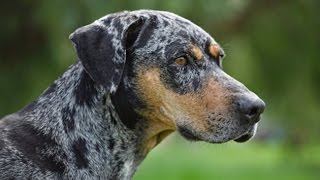 Catahoula Leopard Dog [upl. by Yssis]