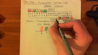 Transcription ActivatorLike Effector Nucleases TALENs [upl. by Lauri]