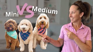 Which Size Goldendoodle Is Right For You [upl. by Sankaran]