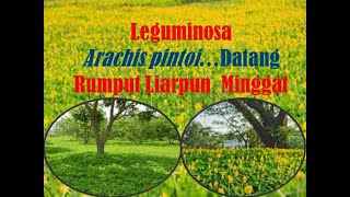 Leguminosa Arachis pintoi [upl. by Yorker]