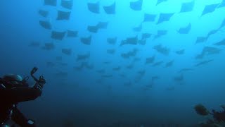 Rays for Days amp Sharks on Deco  Diving North Stradbroke Island [upl. by Chenee]