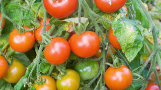 Saving Tomato Seeds How to Prepare and Store Seeds from Your Tomato Plants [upl. by Esau]