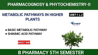 Basic Metabolic pathway  Shikimic acid pathway  Unit1 pharmacognosy 5th semester [upl. by Ynitsed]