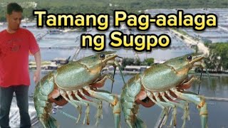 Paano ang tamang pag  aalaga ng Sugpo  sugpo shrimp Lanballares [upl. by Killarney]