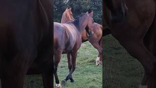 Moment de vie de 4 chevaux en vacances gardiennedelaterre gard [upl. by Martel]