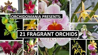 Orchidomania Presents 21 Fragrant Orchids [upl. by Fanchon]