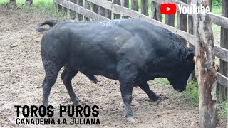 Llegada de los toros puros a la Ganadería La Juliana de los Hnos Cumplido Mendoza [upl. by Doralyn]