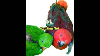 Những bé vẹt biết nói mến chủ chămsóc parrot lory birds pets [upl. by Gaston]