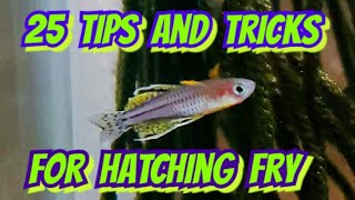 25 Tips amp Tricks For Hatching amp Handling Fish Eggs  For Rainbowfish amp Cichlid Breeders [upl. by Messere395]