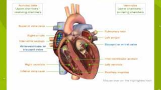 Human Heart [upl. by Keverne]