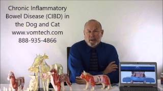 Chronic Inflammatory Bowel Disease CIBD in the Dog and Cat [upl. by Llerahs]