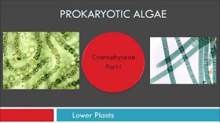 Prokaryotic Algae Cyanophyceae Part I [upl. by Shulem83]