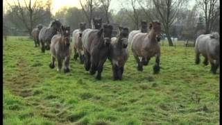 Belgian Draft Horses in Lippelo [upl. by Goulden]