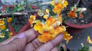 125🌿🥀Flowering in 🌻Bunches Lovely 🌻🌿NEMESIA winter flower 🌿🌻grow n care [upl. by Nikola46]