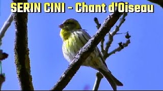 SERIN CINI  Chant doiseau [upl. by Kassel]