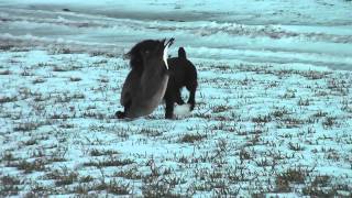 Boykin Spaniel Karoo Retrieving a Canada Goose [upl. by Nata]