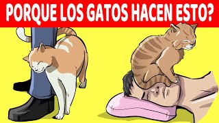 Explicación De Los 15 Comportamientos Más Extraños De Los Gatos [upl. by Bruning]