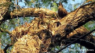 Hamerkop nest building at Random Harvest Nursery [upl. by Nalo945]