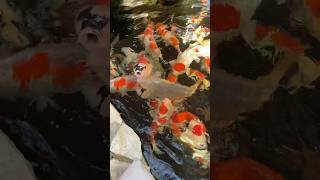 Feeding Jumbo Koi in Dubai 🐋 koi pond koifish shorts ornamentalfish [upl. by Hunt]