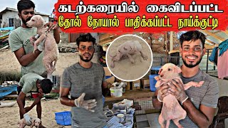 எப்படி தான் இந்த குட்டியை அனாதையாக விட மனம் வந்தது Abonden puppy at beach dog pets animalsdogs [upl. by Manolo]