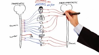 Pharmacology  AUTONOMIC NERVOUS SYSTEM MADE EASY [upl. by Ofella]