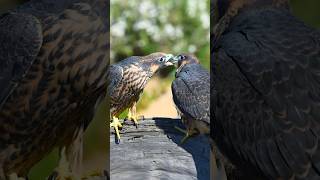 Peregrine Falcon Fledgling Siblings shorts [upl. by Evelinn]