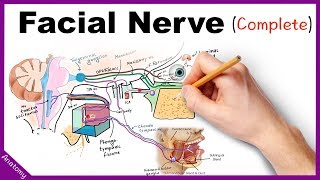 Facial Nerve Anatomy Simplified [upl. by Radmilla]