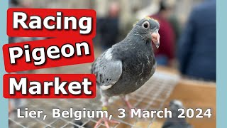 Racing Pigeon Market Lier Belgium 3 March 2024 [upl. by Saffren]