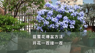 【海媽園藝課堂37】藍雪花爆盆方法，開花一茬接一茬How to Care the Blue Plumbago to Become Prolific Blooming [upl. by Tereb]