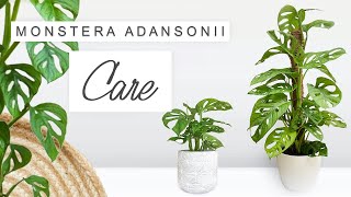 Monstera Adansonii Complete Care Guide 🌿 Tips  Tricks Propagation  ALL YOU NEED TO KNOW 🌱 [upl. by Enifesoj]