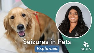 Seizures in Pets Causes Symptoms and Treatment Options [upl. by Anestassia194]