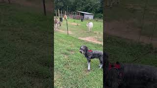 Ellie Golden Doodle Back on the Farm for Fun and Amazement Fun to see [upl. by Atkins589]